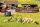 NOCH H0 15751 Schafe scheren