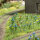 Busch H0 1271 Sommerwiese