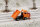 Auhagen TT 40506 Multicar M24 Räumfahrzeug - Fachhandelsmodell